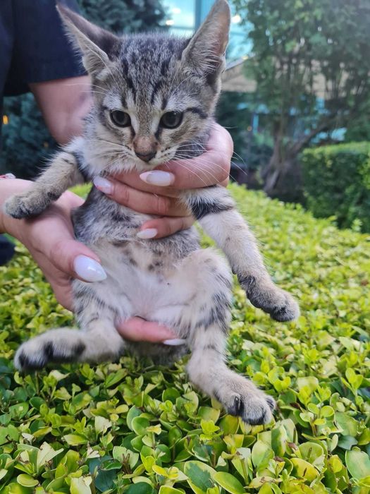 Три котета търсят дом