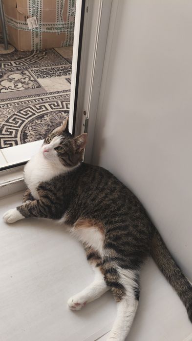 Котик Кеша отдам в добрые руки