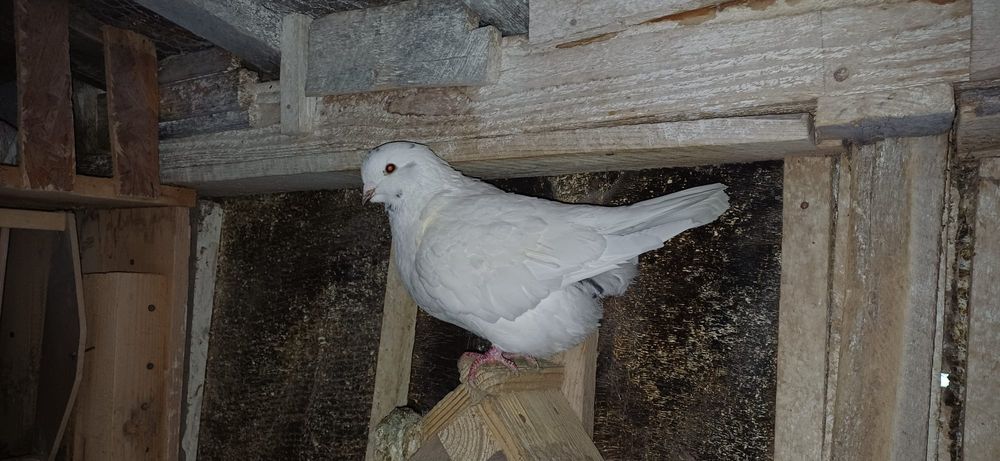 Porumbei de vânzare