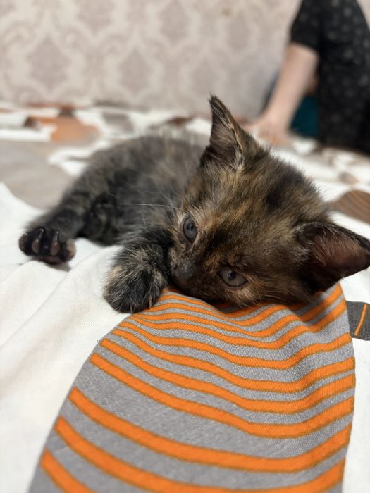 отдам котят в добрые руки