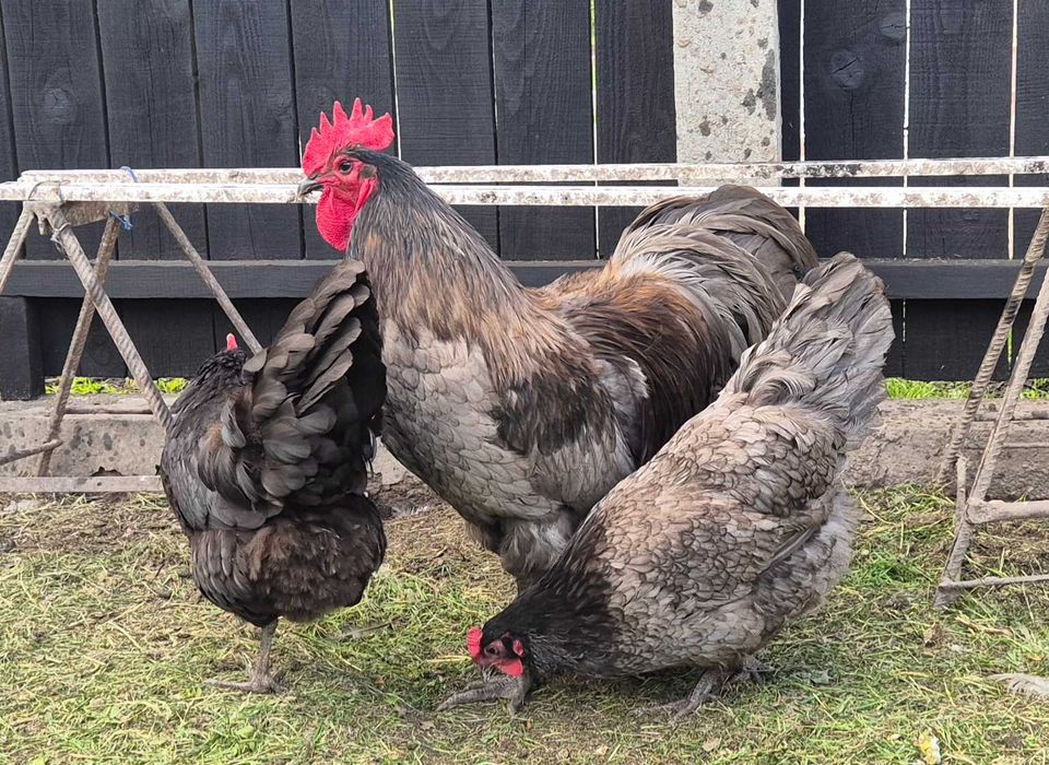 Familie Australorp 2+1 disponibilă