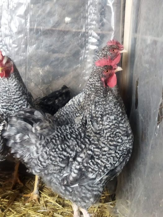 Продам куры домашние