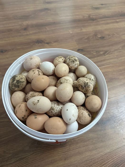 Куринные  домашние яйца 80 т