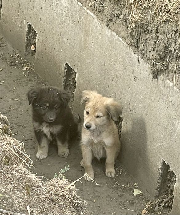 Щенки в добрые руки