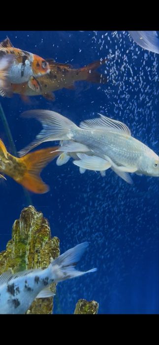 Карп кой рыбы для пруда и аквариума