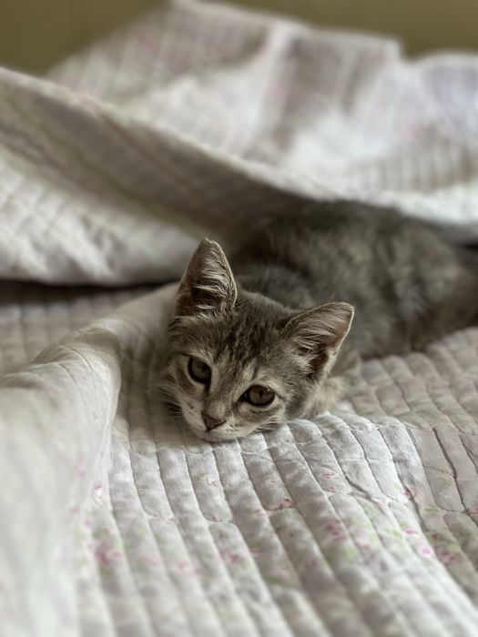 Отдадим котенка даром