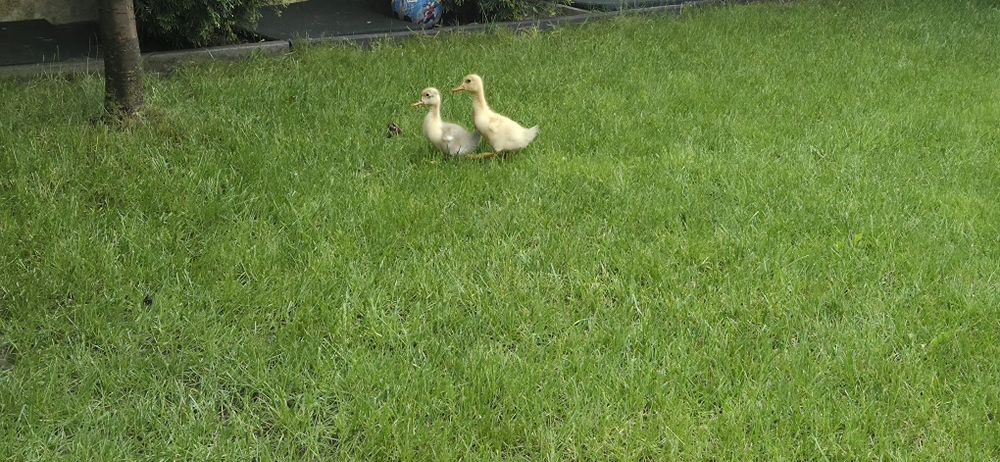2 pui de rata de 3 saptamani