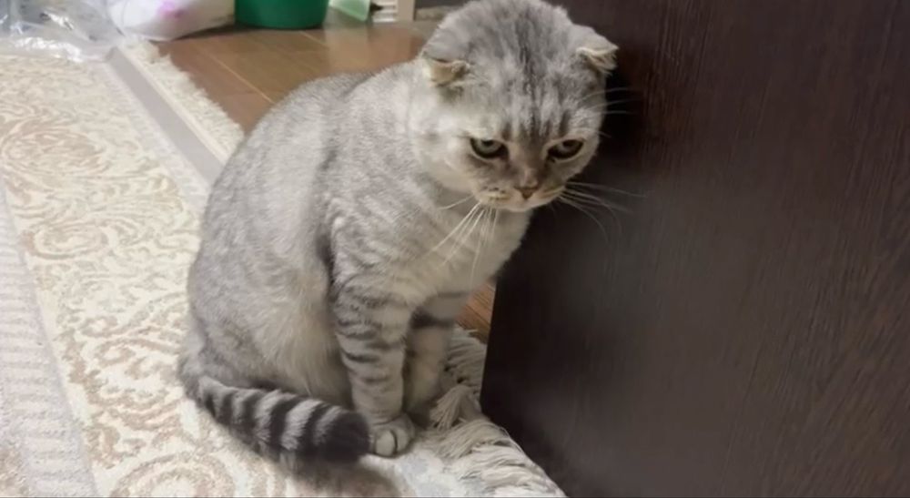 Отдам кота в добрые руки