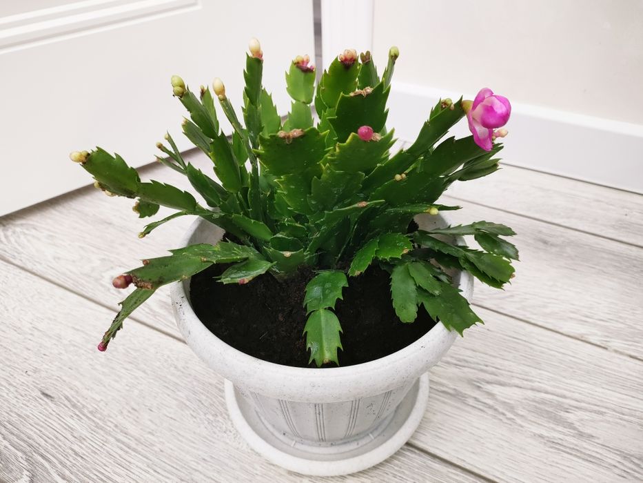 Комнатные растения. Доставка