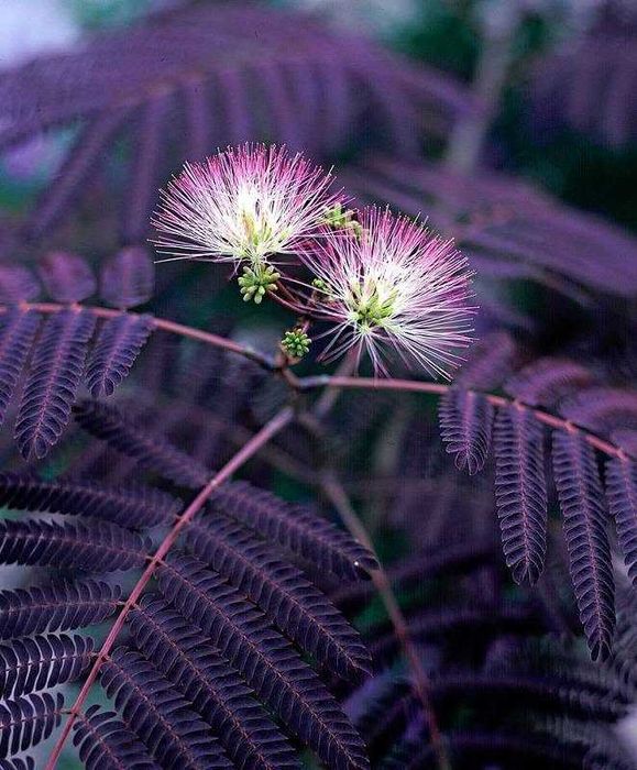 Албиция „Летен шоколад“ (Albizia julibrissin ‘Summer Chocolate’)