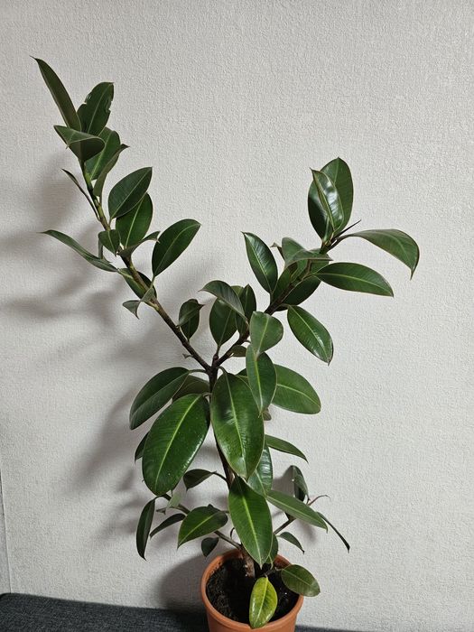 Фикус  комнатные растения