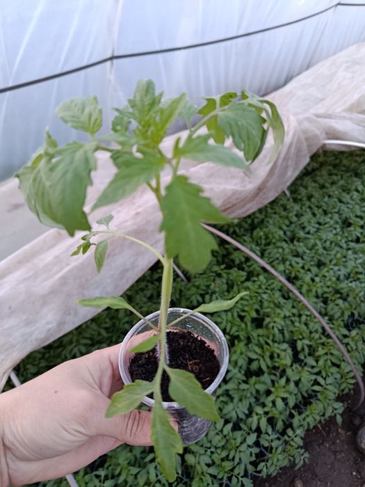 Разсад Пипер,Домати, Краставици и др.