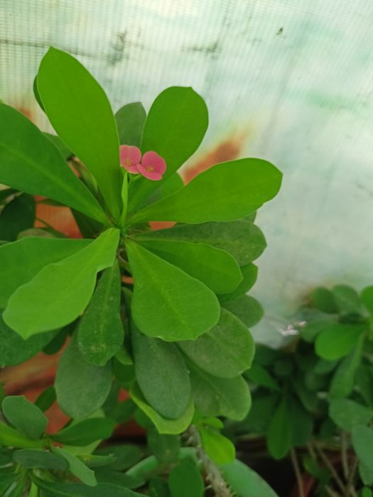 Комнатные цветы .