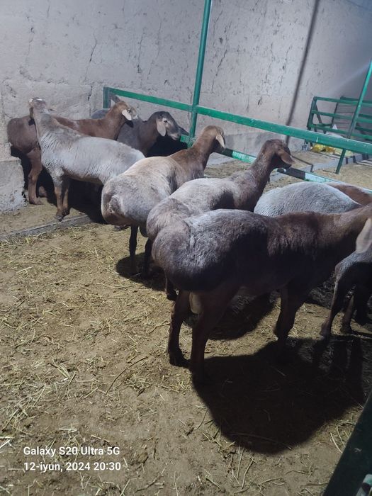 Qurbonlikka qõy sotiladi