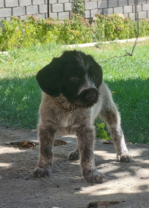 Дратхар күшік сатылад