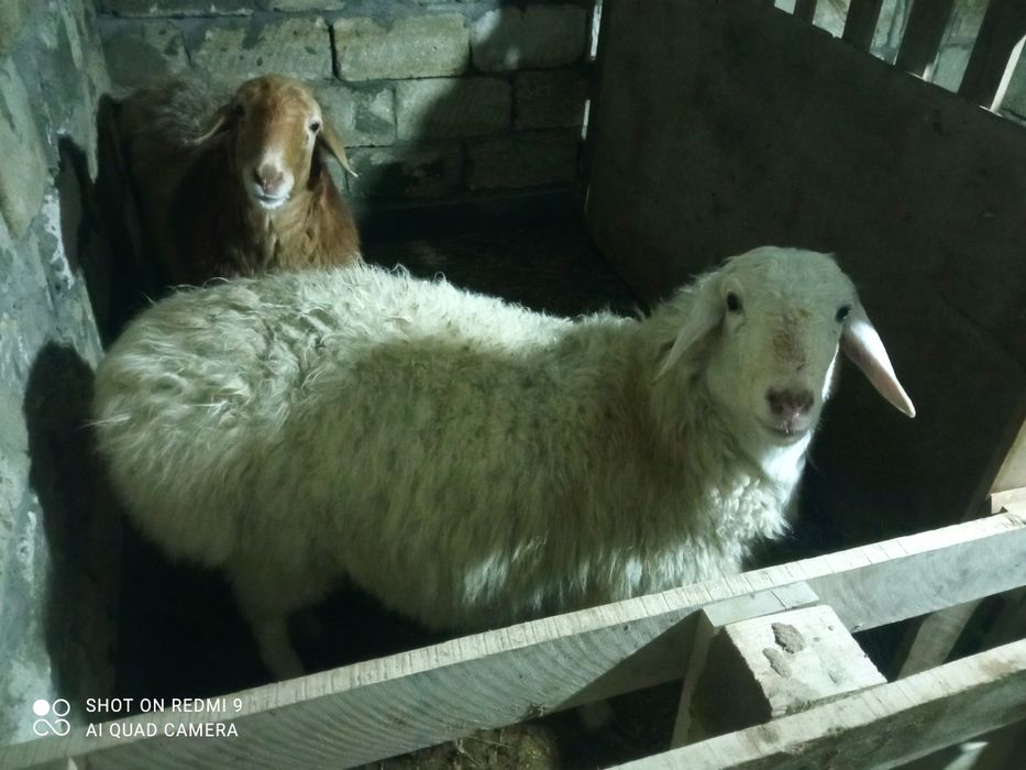 Кои сатылады 85-мын