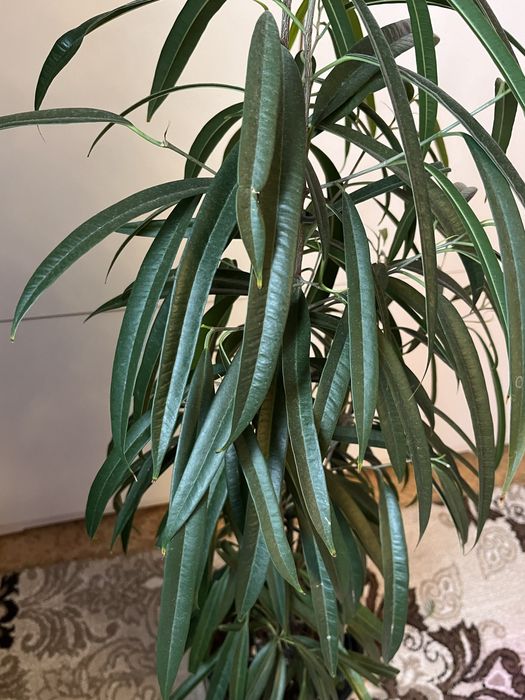 Фикус Биннендийка