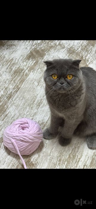 Shotlandiya buklama quloqli mushuk (Scottish Fold)