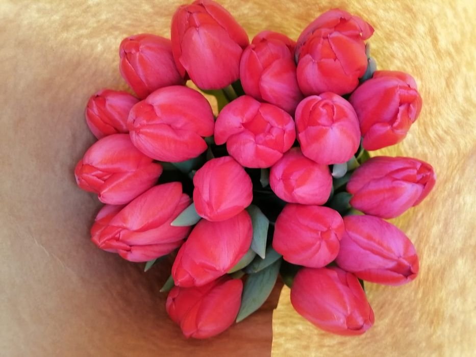 Тюльпаны голландские в ассортименте оптом и в розницу