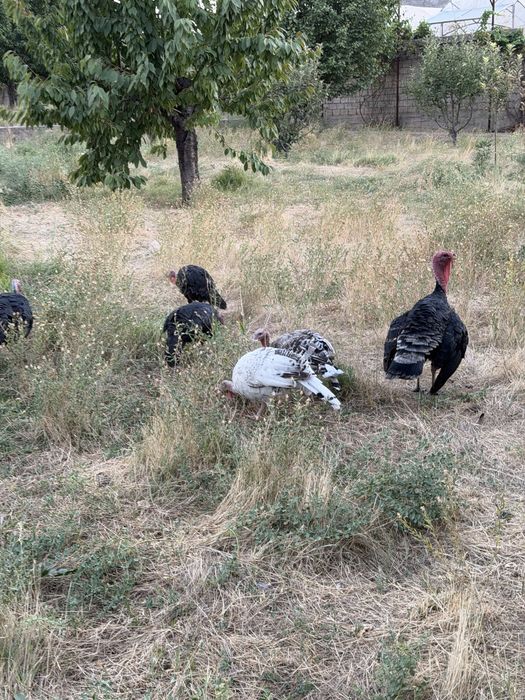Куркалар, 4 ойлик брама жужалари , китайский шолкавый товук жужалари