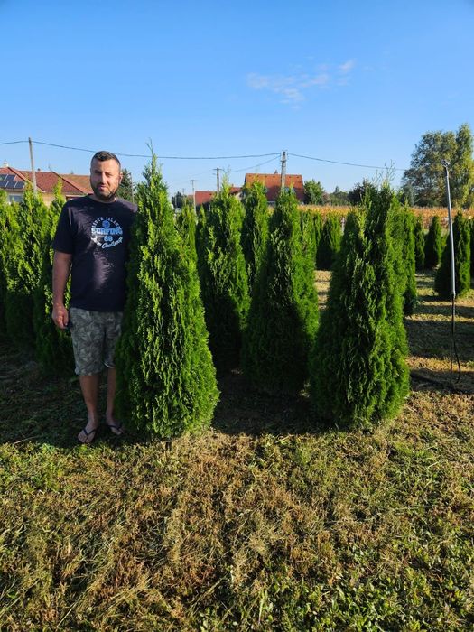 Tuia smaragd de calitate extra (transport gratuit)