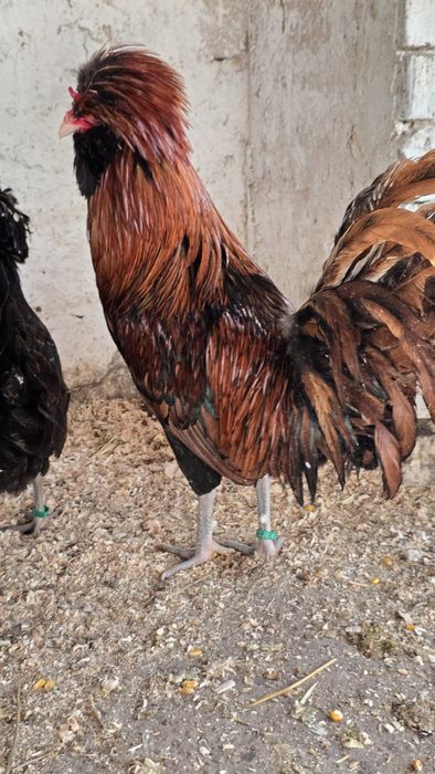 Pasari de rasă  paduana matase si wiandotte