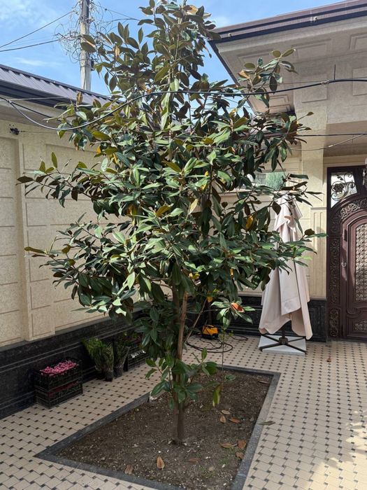 Magnolia sotiladi
