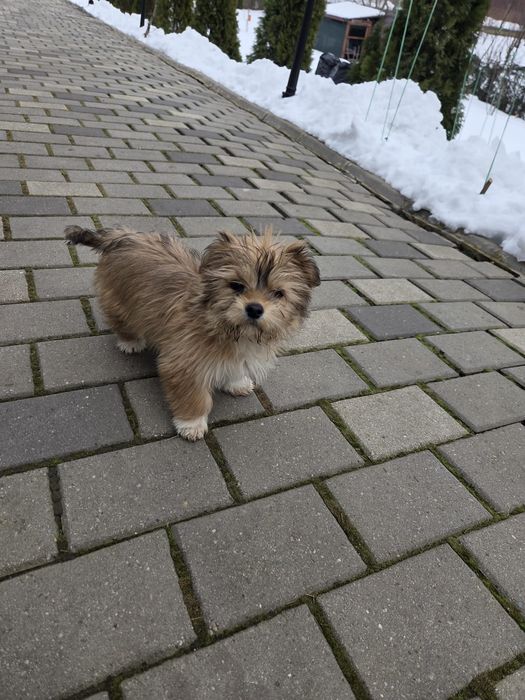 Catelusa  Shih Tzu de vanzare