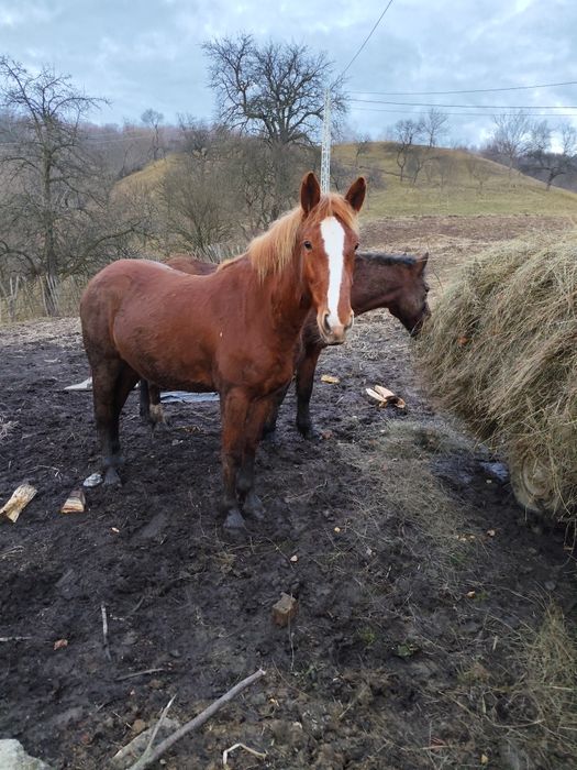 Cârlană 2,5 ani ,detalii in privat