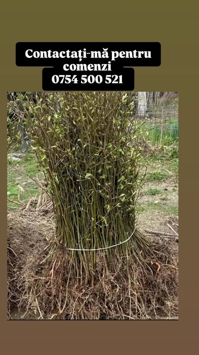 Puieti de salcâm, fag, mesteacăn, molid, tei, carpen tot soiul