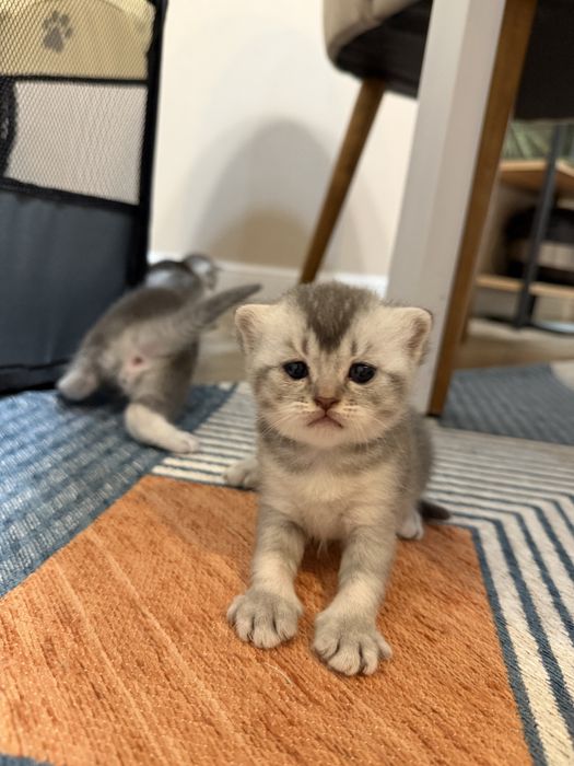 Котята скоттиш фолд