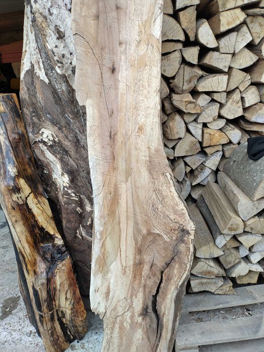 Trunchi/ buștean jugastru creț