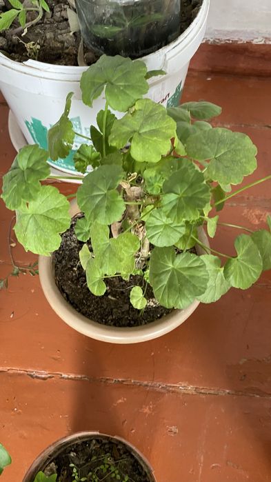 Комнатные растения