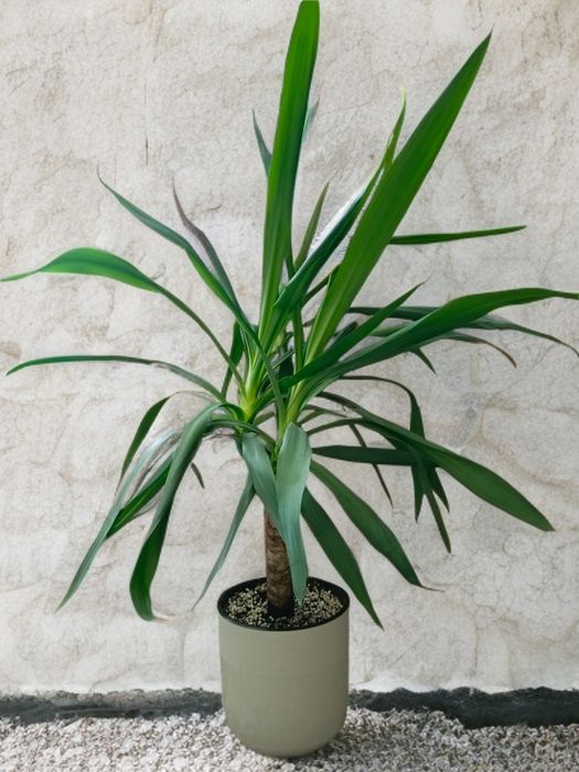 Продам комнатные растения