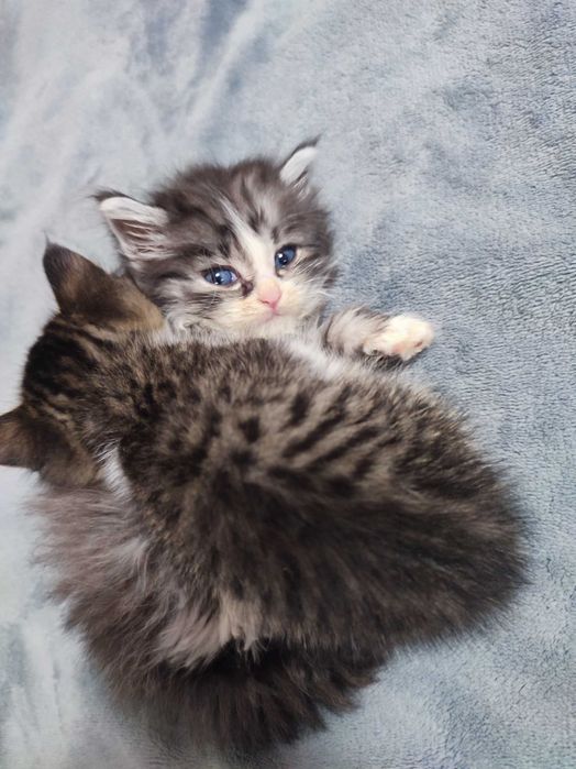 Отдам котёнка девочку