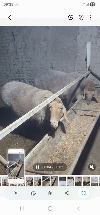 Арашан бугоз куйла сотилади