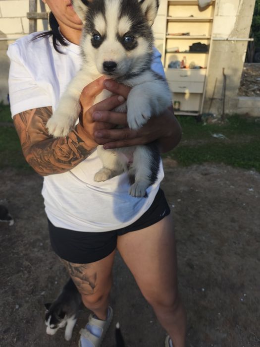 Cățeluși husky perfect sănătoși
