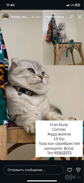 Серебристий шиншила фолд соглом жуда акилли угил бола ранги жуда чирой