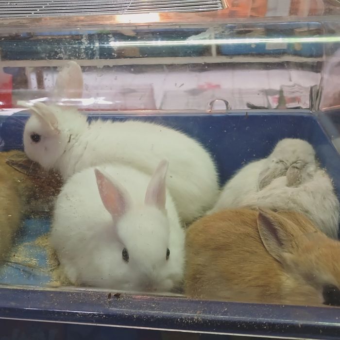 Кролики декоративные