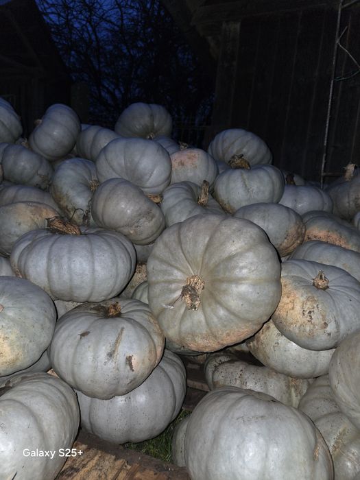 Vând dovleac pentru copt