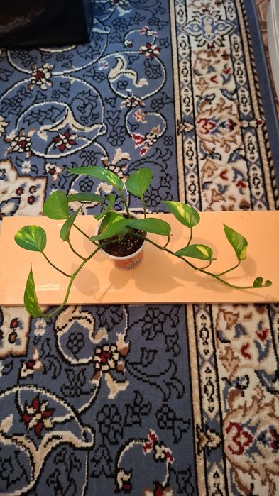 Комнатные цветы молодые