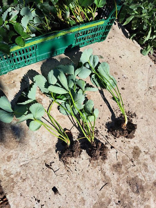 butasi mur, stoloni capsun remontant, butasi zmeur, smochin, agris