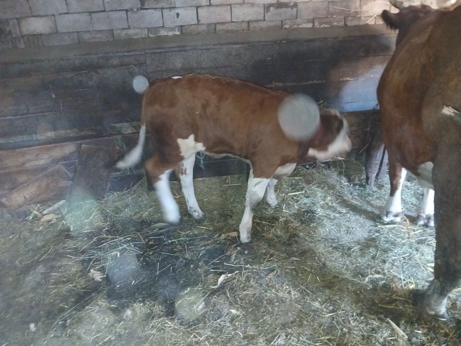 Vînd viteauă baltata