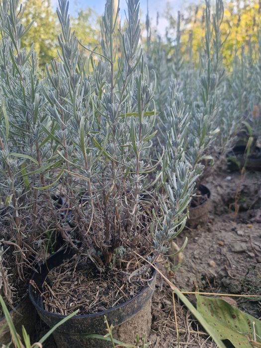 Vindem lavanda la ghiveci