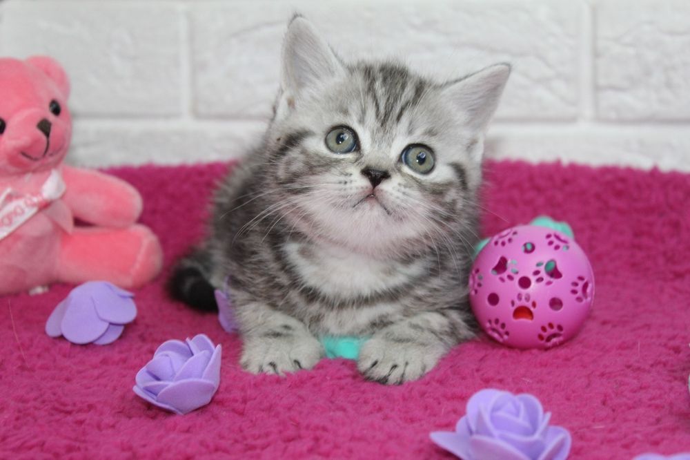 Шотландские Котята Скоттиш страйт
