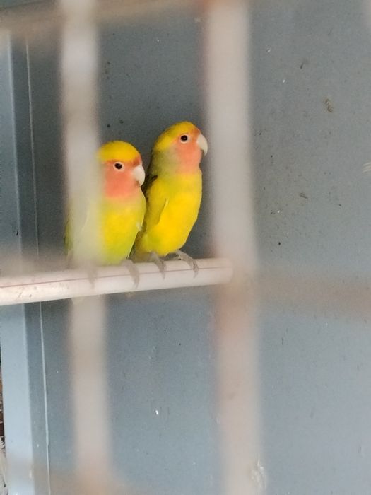 Nerzluchniki sotiladi