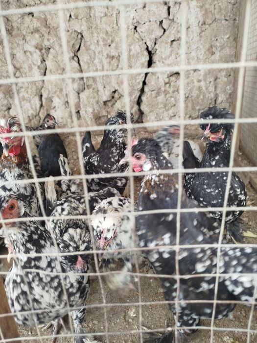 Yapon  juja tovuqlar