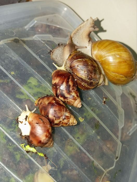 Юз терапияси учун Улиткалар