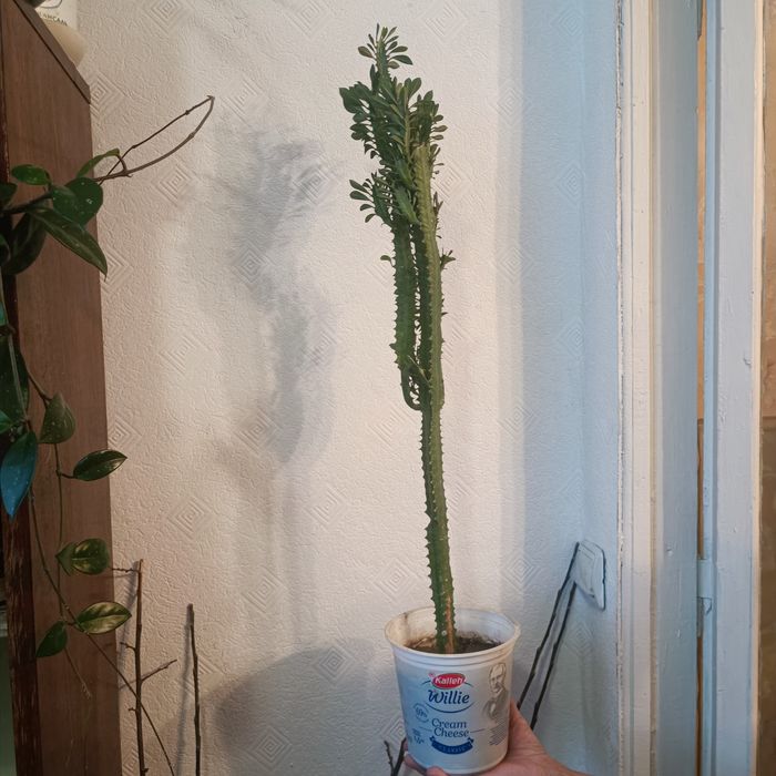 Продам Комнатные цветы