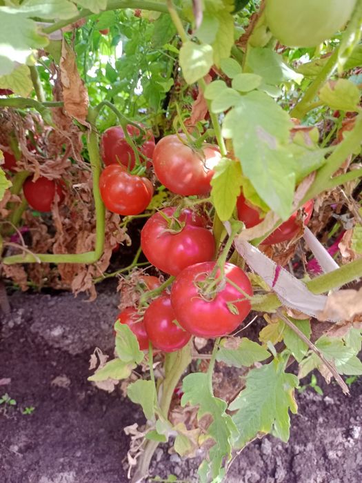 Продам огурцы и помидоры